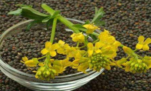 菜粕期貨的手續(xù)費是多少？有優(yōu)惠政