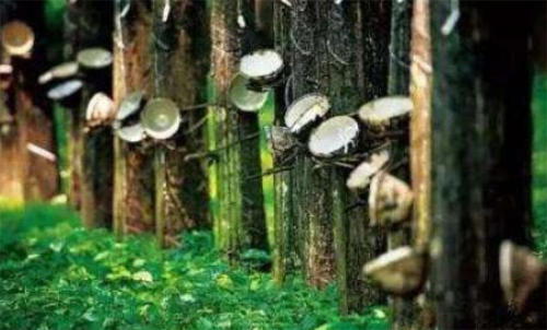 天然橡膠期貨波動(dòng)金額大不大？